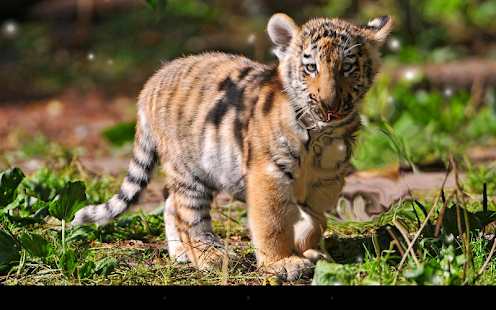 download Little Tiger Live Wallpaper free