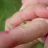 Variable oakleaf caterpillar