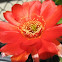 Cactus Flower