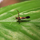 Cosmopterix moth