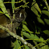 Sunda Slow Loris