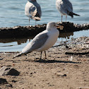 Ring Billed Gull