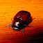 Small Scarab Beetle