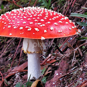 by Edson Leguth - Nature Up Close Mushrooms & Fungi