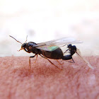 Hormiga alada (reina), winged ant