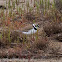 Little Ringed Plover; Chorlitejo Chico