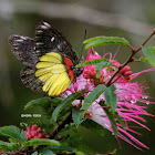 Delias Butterfly