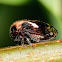 Black Locust Treehopper