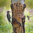 Yellow-bellied Sapsucker