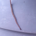Shovel-headed garden worm
