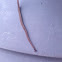 Shovel-headed garden worm