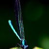 Ebony Jewelwing