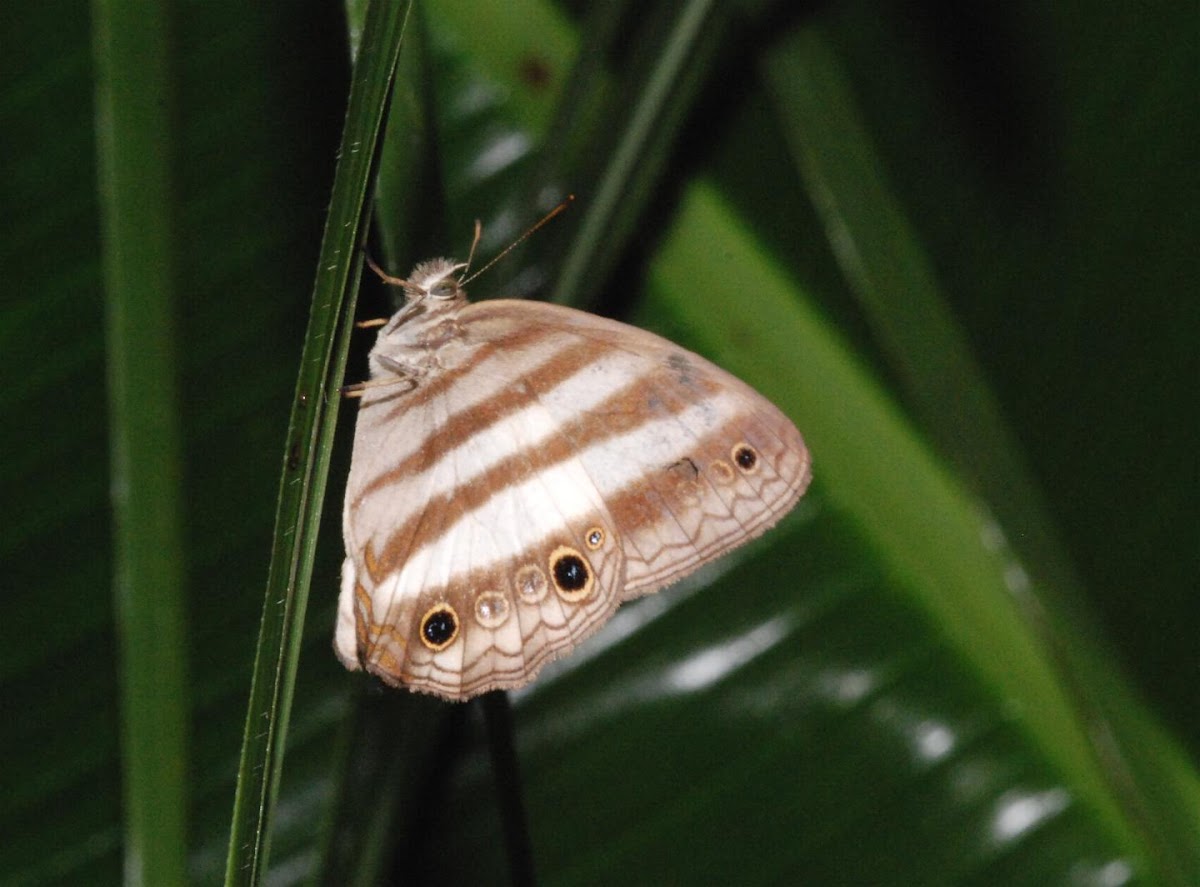 Two-banded satyr