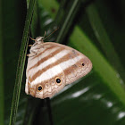 Two-banded satyr