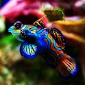 3D colorful fish logo