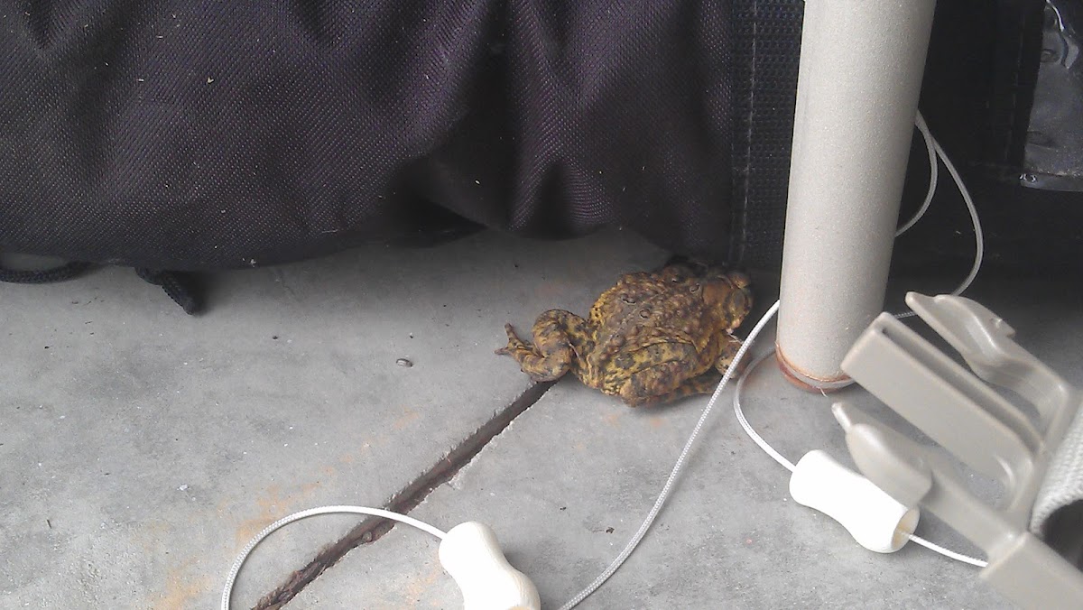 American toad