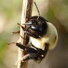 Eastern bumble bee
