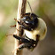 Eastern bumble bee