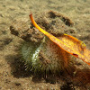 Variegated Sea urchin