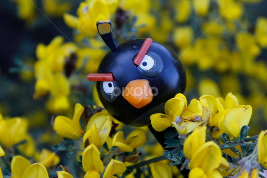 Hungry Bird by Breno Teixeira - Artistic Objects Toys