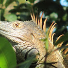 Green Iguana