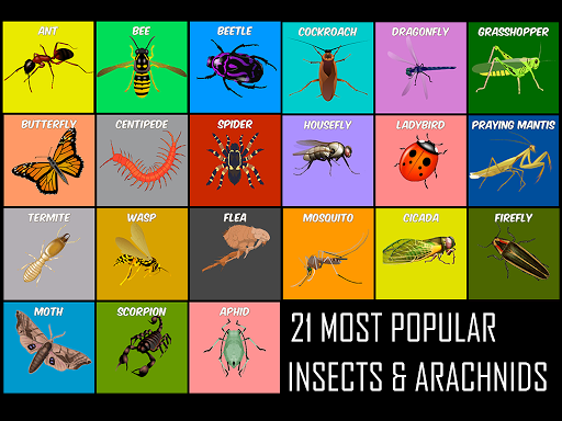动物生命周期 – 昆虫 Insects Life Cycle