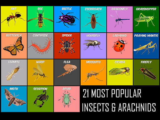 Insects Life Cycle Free