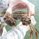 Chinese mitten crab