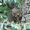 Brazilian Squirrel