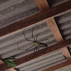Batik Golden Orb Spider (Golden Web Spider0