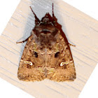 Bristly Cutworm Moth