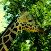 giraffe