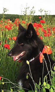 Belgian Sheepdog Wallpapers Screenshots 6