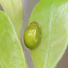 Green Paropsine Leaf Beetle