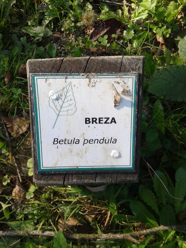 Breza Vulgaris Domesticus
