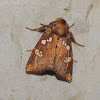 Ironweed borer moth