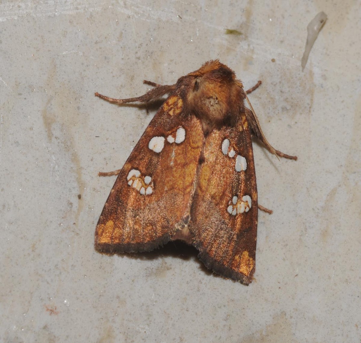 Ironweed borer moth