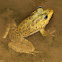 Cape river frog