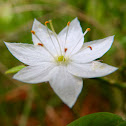 Chickweed wintergreen