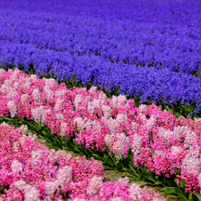 pink, purple, white flowers by Marjorie Speiser - Flowers Flower Gardens