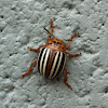 Colorodo Potato Beetle
