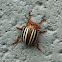 Colorodo Potato Beetle