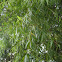 Swamp willow tree