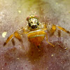 Mediterranean fruit fly. Mosca de la fruta