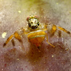 Mediterranean fruit fly. Mosca de la fruta