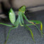 Praying Mantids