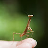 Praying Mantis