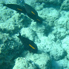 Orangeband Surgeonfish (na'ena'e)
