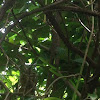 Oriental Green Tree Snake