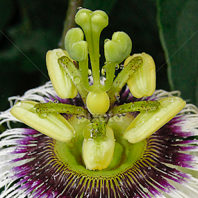 by Ronald Wahyudi - Flowers Flowers in the Wild